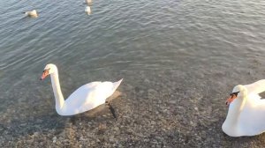 не торопите время