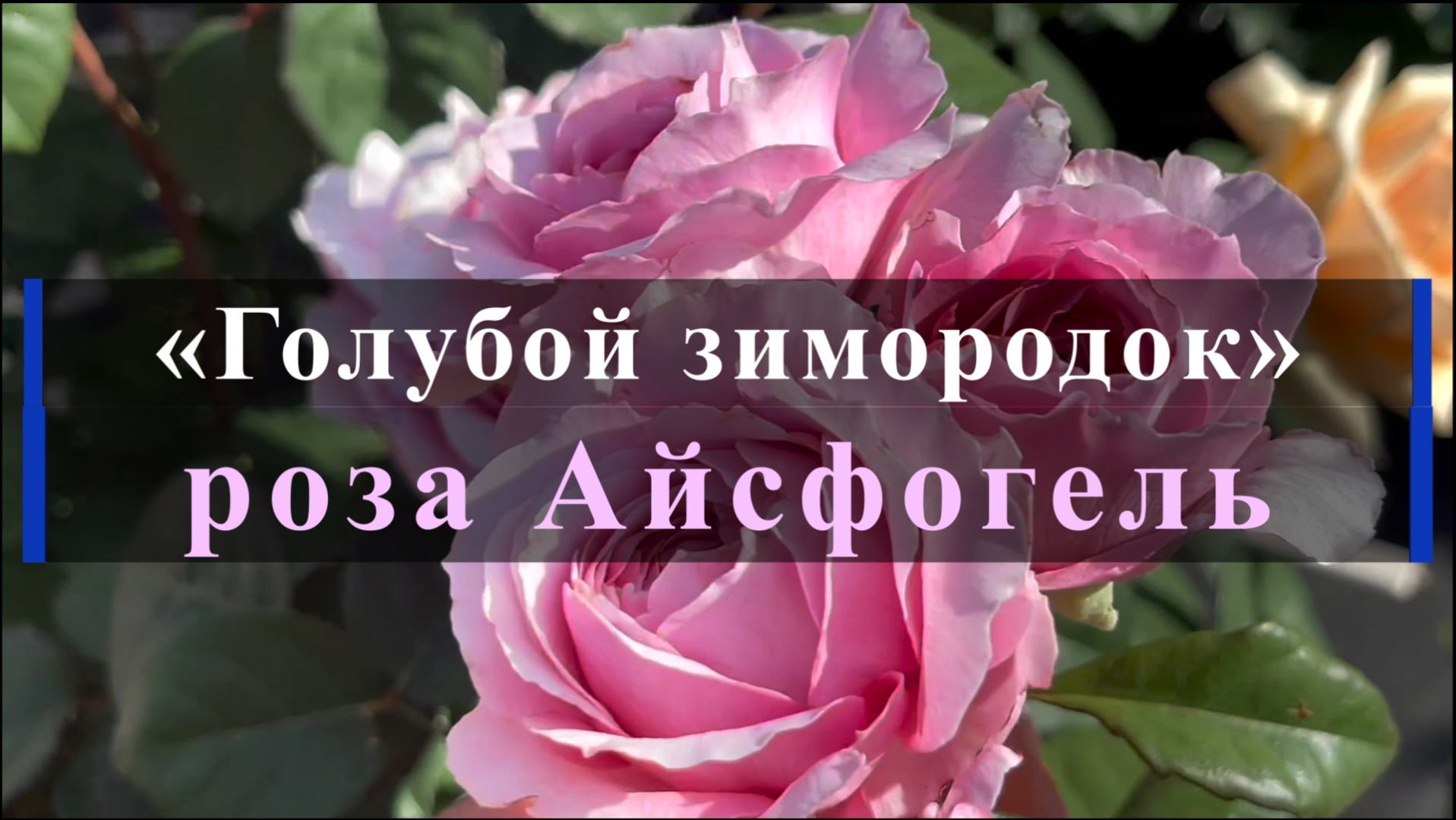 «Голубой зимородок» роза Айсфогель