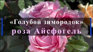 «Голубой зимородок» роза Айсфогель