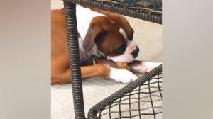 Юмор,приколы,испуг68