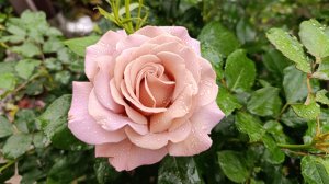 Роза Коко Локо -изюминка вашего сада!