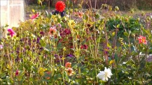 Цветы осени сентябрь