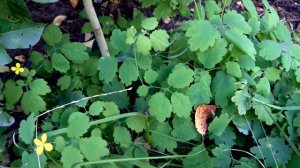 Лекарственные  растения и их вторая  вегетация.  Заготовка: август-сентябрь (medicinal plants).