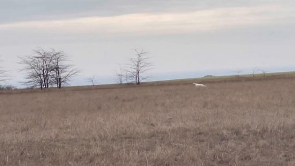 Альфа. 20.02.26