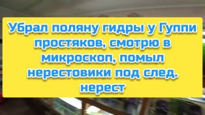 Убрал поляну гидры у Гуппи простяков, смотрю в микроскоп, помыл нерестовики под след. нерест