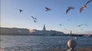 Чайки над Невой