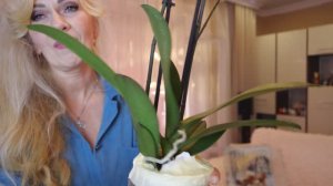 Не удержалась. Мне срочно нужны эти орхидеи 😄 Посылка с орхидеями. Как доехали зимой.