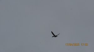 Обитатели Ижоры / Поганка и гоголь.