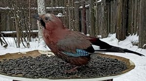 Видео для Котов