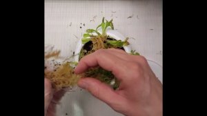 Пересадка хищников после зимовки.