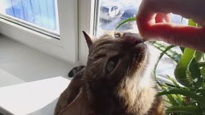 Витамины для кошек/Маська обожает витамины/ОРВИ участились/Катаем баранку со своим пёсиком/Жизнь/