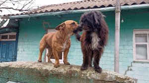 Деревенские будни//Целый день на кухне - готовлю сыр, тефтели, Чак-Чак.