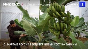 С 1 марта в России вводится новый ГОСТ на бананы