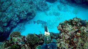 Подводная охота / Поймал свою любимую рыбу...!!!