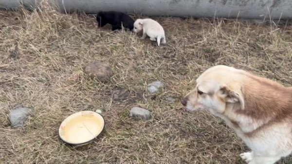 Обнаружили щенков в безлюдном месте