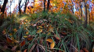 Из осеннего леса