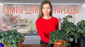 Под какими лампами рассада "прёт, как на дрожжах"? А можно ли вообще без досветки?