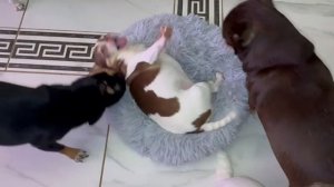 У нас в семье лежанок много не бывает.