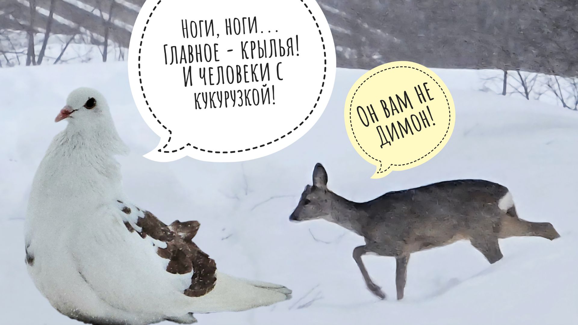 Косуля тонет в снегу. Дикие животные в аномально глубоком снегу. Очень тяжёлый период для них! смотреть онлайн