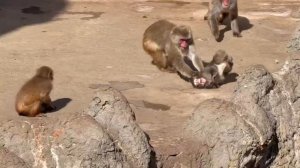 На малыша Панча напала злая обезьяна, он нашел защиту у плюшевой мамы