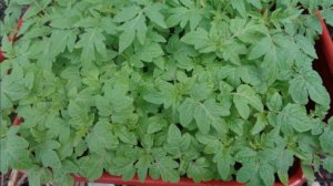 Лучшие ДНИ ПОСЕВА томатов в Подмосковье на рассаду в 2026 году.