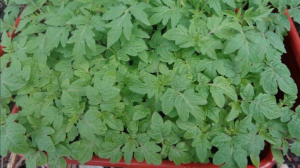 Лучшие ДНИ ПОСЕВА томатов в Подмосковье на рассаду в 2026 году.