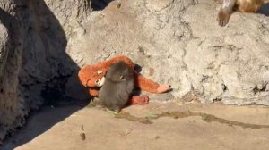 Малыш Панч прижался к игрушке после того, как его обидела злая обезьяна