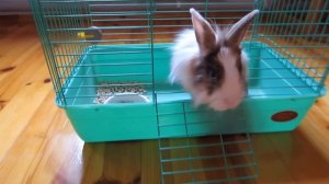 ПРАНКИ Пушистый беспредел! 🐰🐱