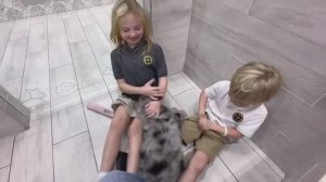 Puppy time at Petland