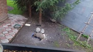 про барсучат