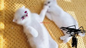 Самое милое видео