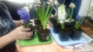 ПРИВЕЗЛИ КОТАМ ЕДУ. СЕЮ СЕМЕНА ПЕРЦЕВ