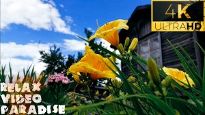 "Найдите Муху: Лилейники для Релаксации, Медитации и Созерцания"