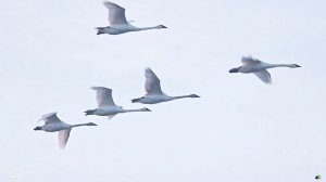 БЕЛЫЕ ЛЕБЕДИ (2)