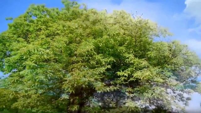 С Днём Рождения!