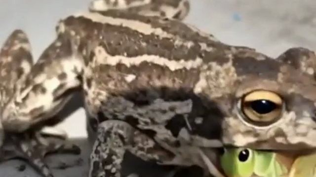 Вкусный обед