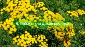 Не сорняки, а лекарства