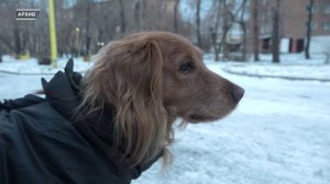 «ЗУБАСТЫЙ» ПЕШЕХОДНИК