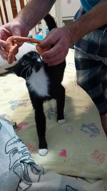 Дети слепили для Стеши наушники 🎧 😸!
#дети#кошка#юмор