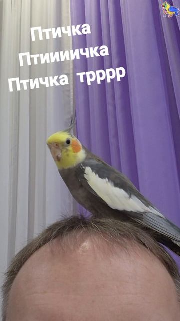 Говорящий попугай корелла. Птичка тррр #попугай #говорящийпопугай #корелла #parrot #cockatiel #birds Говорящий попугай корелла. Птичка тррр #попугай #говорящийпопугай #корелла #parrot #cockatiel #birds