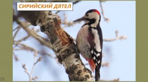 Сирийский дятел - почти двойник БПД. Самец сирийца на тополе и сухом ясене