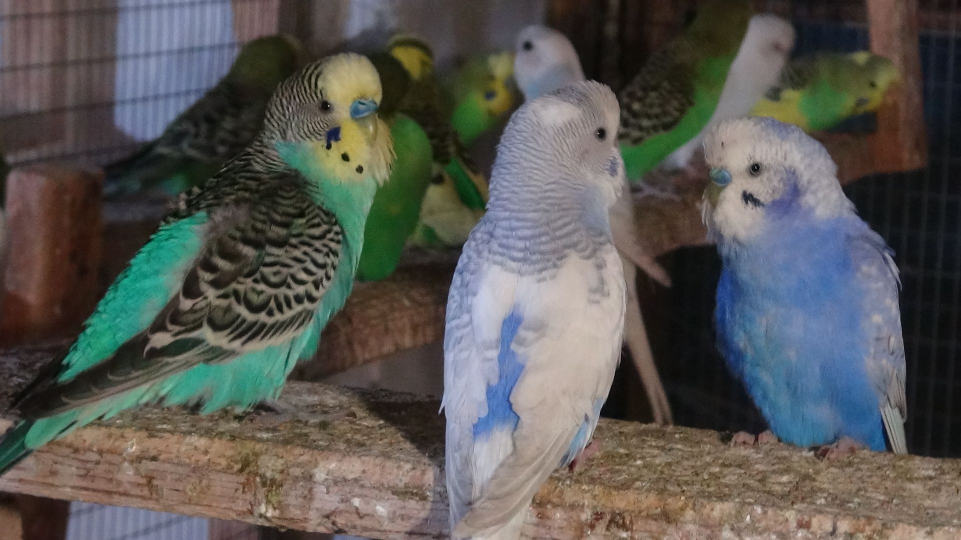 В каком возрасте могут начать размножатся волнистые попугаи. Я в шоке.