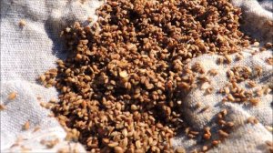 Пророщенные семена  моркови. Не сеем, а сажаем! Carrot.