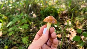 Собираю грибы под шум реки