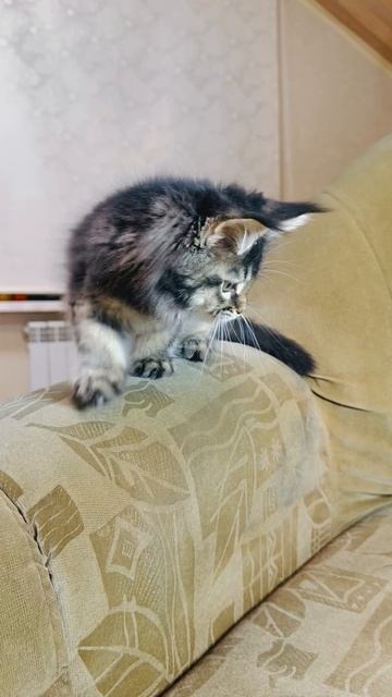 Capitan Mos Lakshestar котенок мейн кун 2,5 месяца.