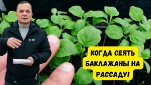 Верные сроки посева баклажан на рассаду проверено