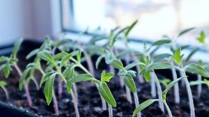 Крепкая рассада помидор и перца начинается с хлоргексидина. Очень важно замачивать именно так.