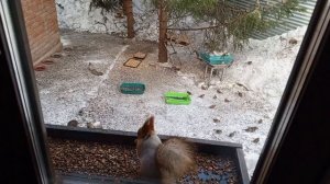 обед в вольном диком зоопарке