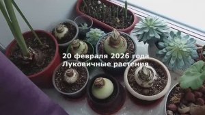 20 февраля Луковичные. У меня украли видео! #луковичные. #тюлбпаны, #амариллис, #гипераструм