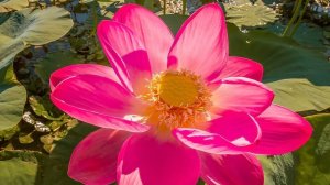 «Моя планета»1  Автор стихов_ Anna NAZAROVA Дата_ 31.05.2025.